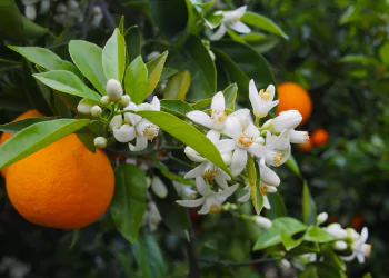 YSL Libre Notes: Orange blossom