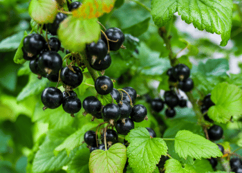 Black currant